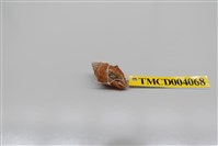 藏品(灰白陸寄居蟹)的圖片